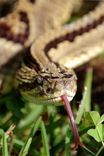 恐怖をまったく感じない女性、PTSD治療にヒントか