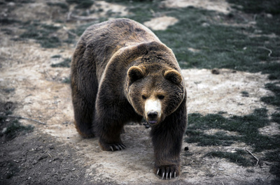 ヒグマの視点で撮影された映像、仏博物館で公開