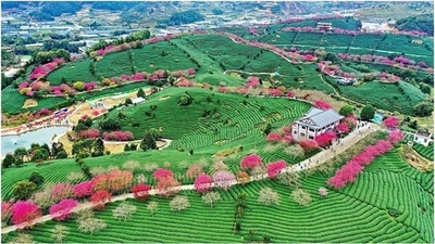 高品質で安全かつ効率的な生態茶園を建設する　中国