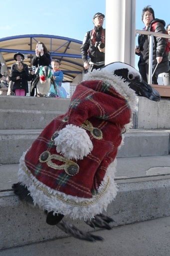 ペンギンたちがサンタ姿に 八景島シーパラダイスでクリスマスイベント