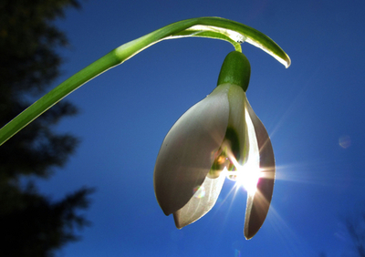 「春告げ花」スノードロップが開花、ドイツ