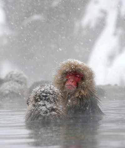 露天風呂を満喫する地獄谷のニホンザルたち