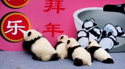 「2020年生まれ」の赤ちゃんパンダが新年のあいさつ 中国