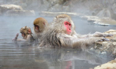 露天風呂を楽しむ地獄谷温泉のニホンザルたち