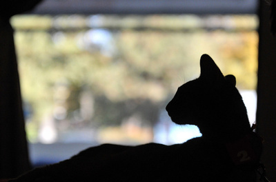 「キャプテンと呼べニャ～」、キルギスの海賊ネコちゃん