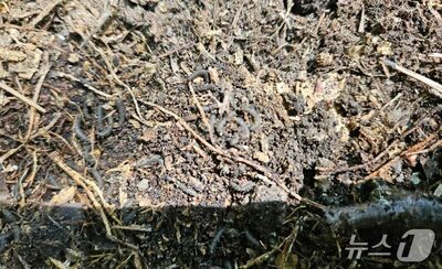 韓国・仁川の桂陽山でラブバグ幼虫が大量発生…6月末にも成虫化へ、2026年も被害懸念