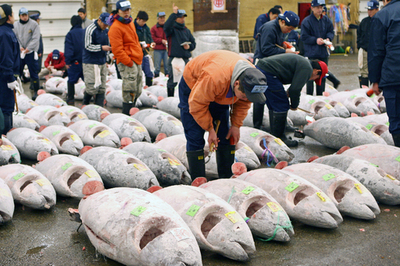 神戸で初の「マグロ保全」国際会合 - 兵庫