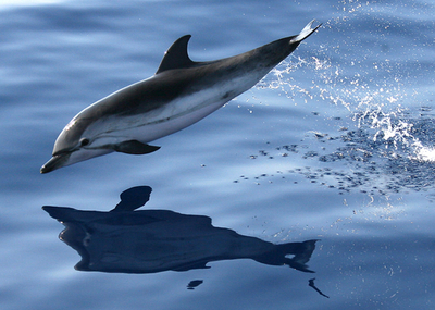 ソロモン諸島、生きたイルカをドバイに輸出　環境保護団体は反発