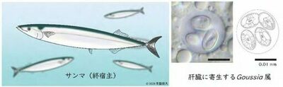 日本獣医生命科学大学と台湾・国立中興大学の共同研究グループがサンマから新種の寄生虫を発見 ― ミトコンドリアDNA解析で魚類寄生虫の進化に迫る