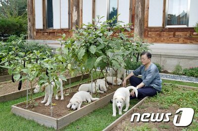 文在寅氏「豊山犬の養育費、全部私が払った…養子縁組できるなら大歓迎」 – KOREA WAVE
