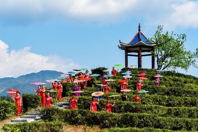 茶畑でチャイナドレスのファッションショー