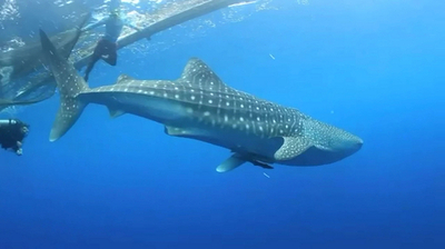ジンベイザメに無線タグ取り付けに成功、漁網に群がる習性を利用 インドネシア
