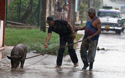 ハリケーン「アイク」上陸に備え、ブタも避難