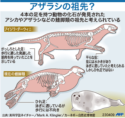 【図解】アザラシの進化裏づける化石発見
