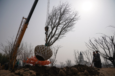 樹齢半世紀超の武漢の桜、北京にお引越し