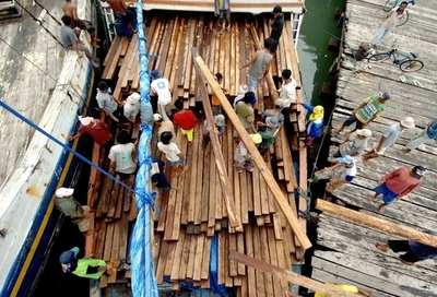 WWF、EUの違法材輸入を批判 フィンランドが最多