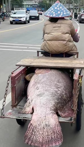 中国海南省の漁師 重さ100キロの巨大ハタ釣り上げる