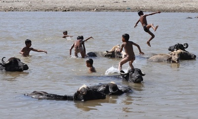 牛たちも開放的？水牛と水遊びする子どもたち インド