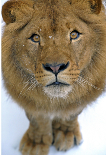 雪で遊ぶライオンやトラ、ポーランド動物園