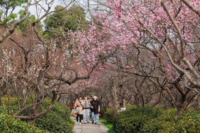 中国で春の花観賞が大人気 関連検索は前年の3.2倍
