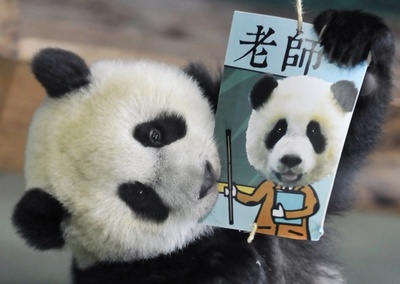 ジャイアントパンダの円仔、1歳の誕生日 将来は書家に？台湾