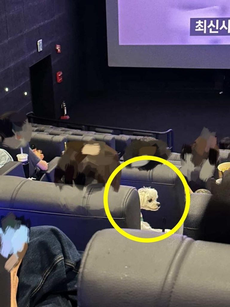 上映前の映画館で観客の膝の上に乗せられたマルチーズ＝SNS(c)news1