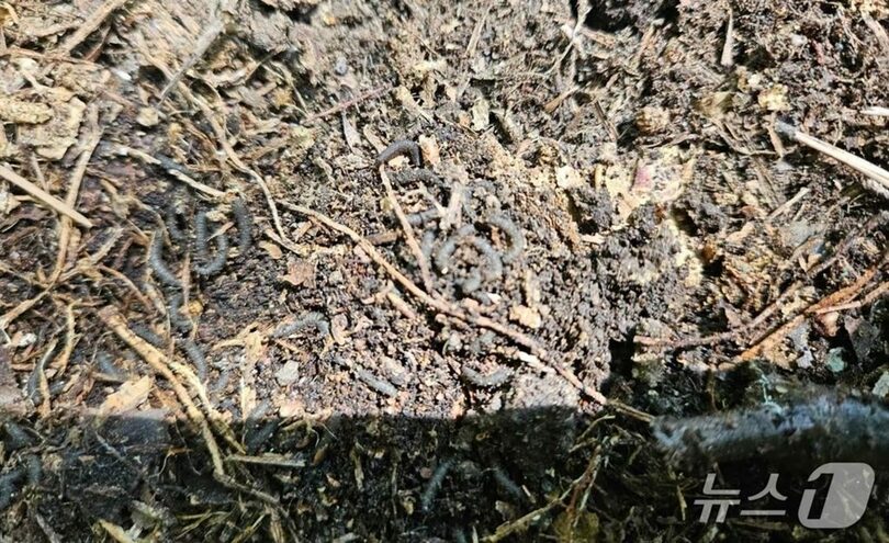 6日、桂陽山の標高200メートル地点で発見されたラブバグの幼虫。黒く細い木の枝のように見え、目につきにくい(c)news1