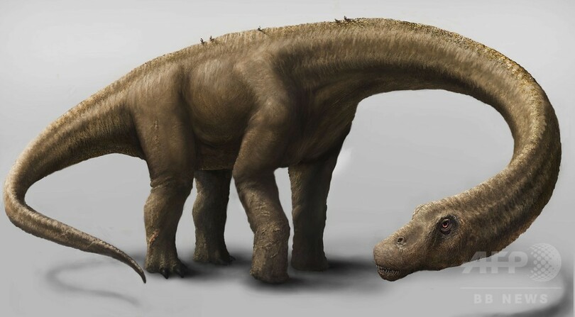 最大級の恐竜化石 アルゼンチンで発見 推定体重60トン 写真5枚 国際ニュース Afpbb News