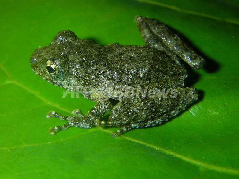 大メコン圏で見つかった新種163種、すべて絶滅の危機に WWF