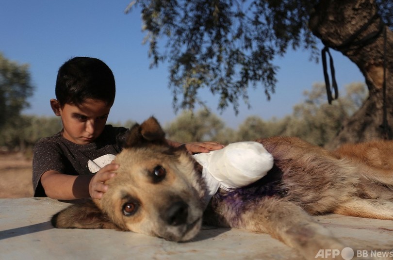 シリア内戦の被害はここにも 脚失った犬 写真4枚 国際ニュース Afpbb News