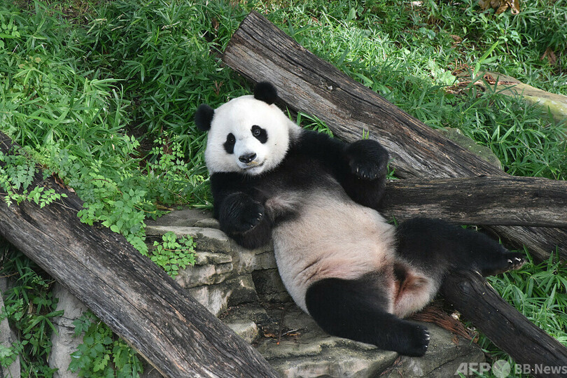 米国在住のパンダ「美香」一家 年末に中国へ帰国