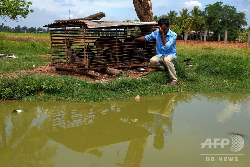 これは罪だ カンボジアに広がる闇の犬肉産業 写真14枚 国際ニュース Afpbb News