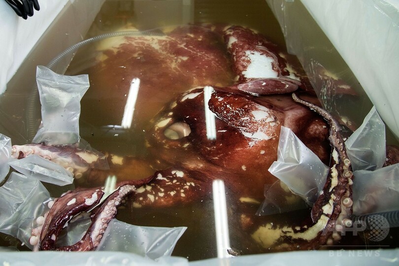 350キロの巨大イカ、南極沖で発見 体内には卵も