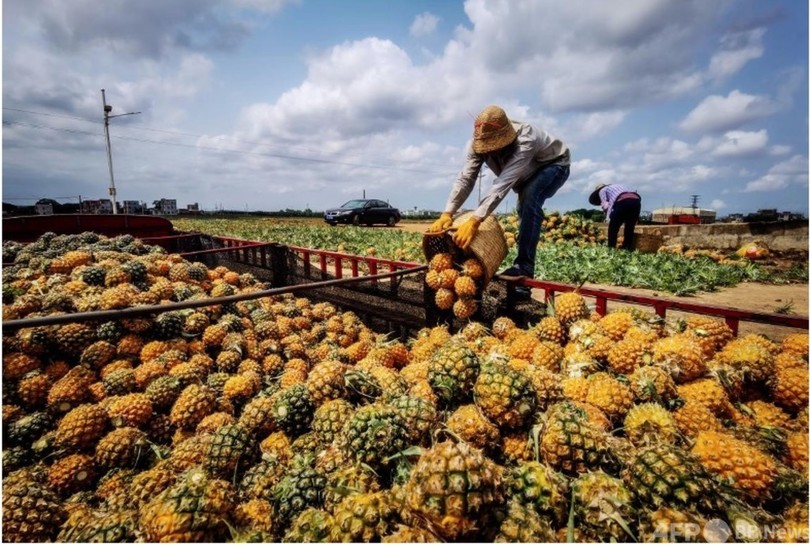 デジタル技術で バズった 中国のパイナップル産地 価格は3年間で10倍 写真1枚 国際ニュース Afpbb News