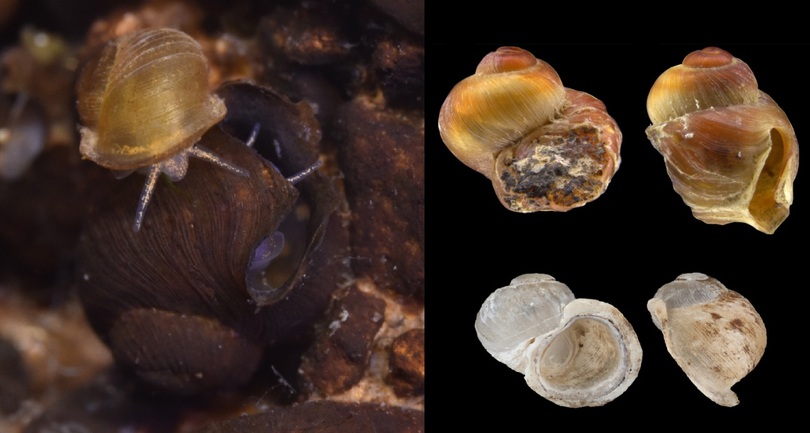中国の研究者、百年以上姿を消していた巻き貝を発見