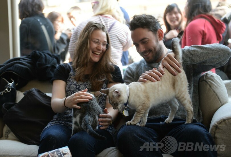 全米初の猫カフェに1日500人殺到 Nyで4日間だけ開店 写真18枚 国際ニュース Afpbb News