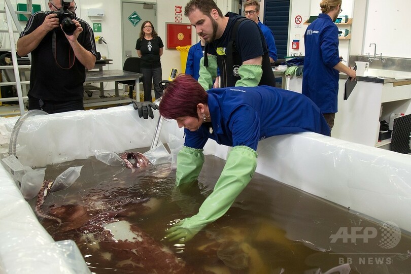 350キロの巨大イカ、南極沖で発見 体内には卵も