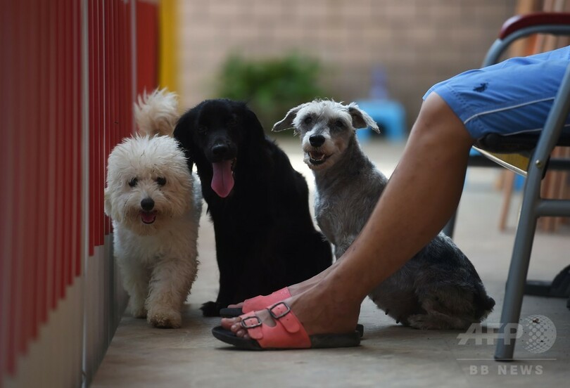 消費量増える犬肉 海外の抗議が裏目に 中国 写真10枚 国際ニュース Afpbb News