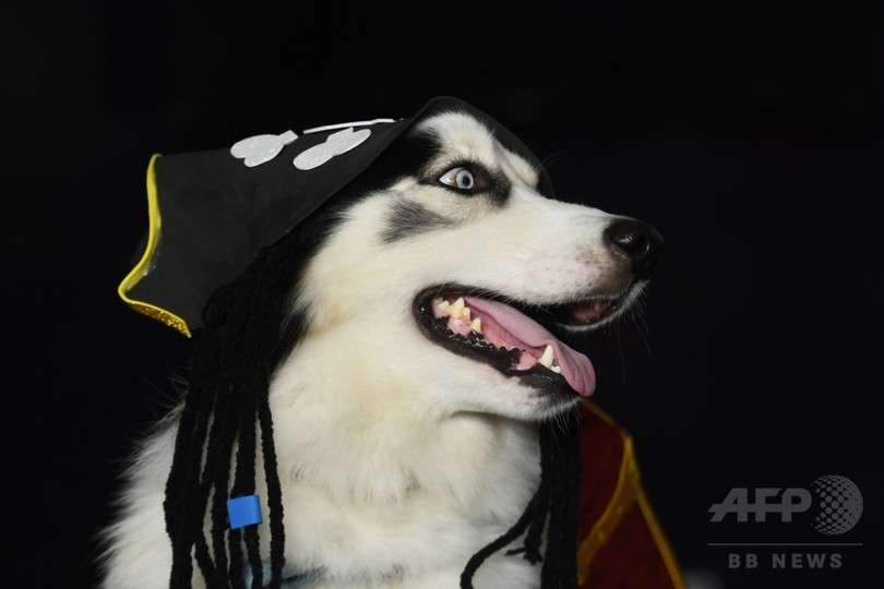 宇宙飛行士から海賊まで 犬の仮装コンテスト エルサルバドル 写真16枚 国際ニュース Afpbb News