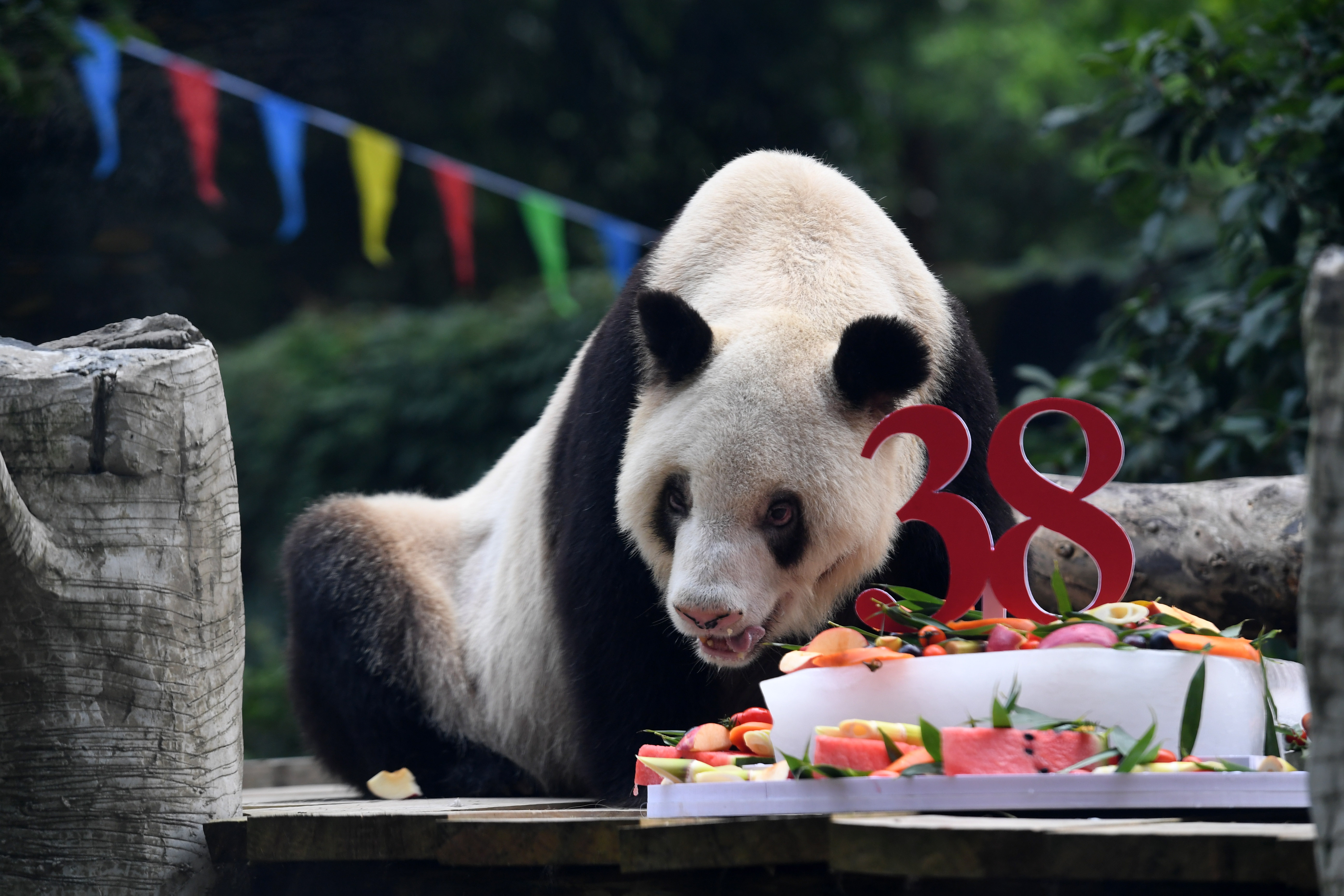 世界最高齢のパンダ ３８歳の誕生日 重慶市 写真6枚 国際ニュース Afpbb News