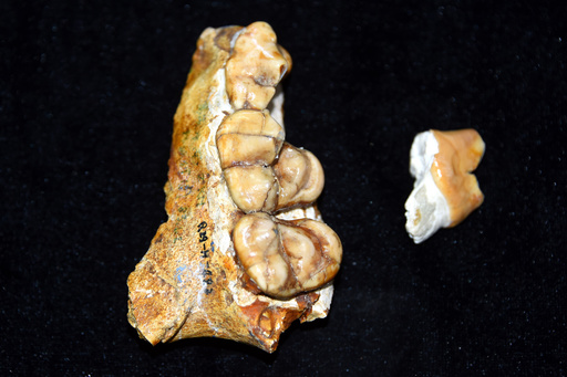 古代の肉食哺乳類アンフィキオン、中国で新種の化石発見 写真3枚 国際