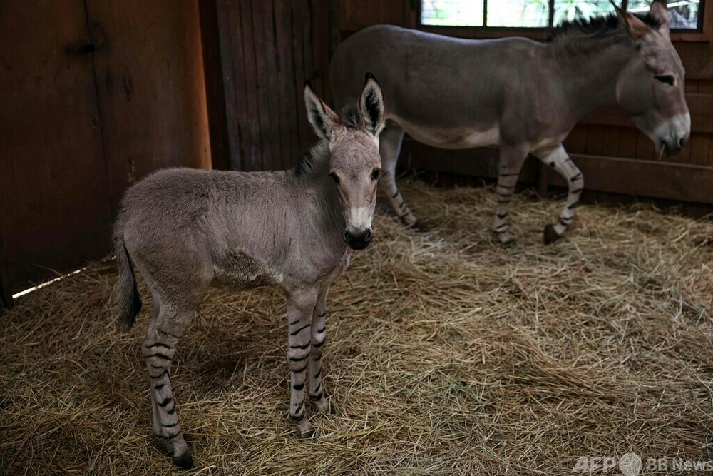 ロバ の いる 動物園 _ 神戸市立王子動物園 ロバ : 甲府市遊亀公園附属動物園/ロバ – KWPHO