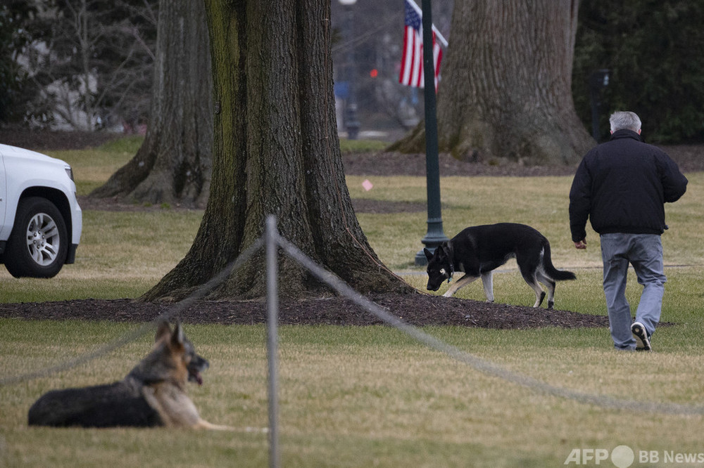 バイデン氏 職員かんだ愛犬を 優しい犬 と擁護 訓練中と明かす 写真1枚 国際ニュース Afpbb News