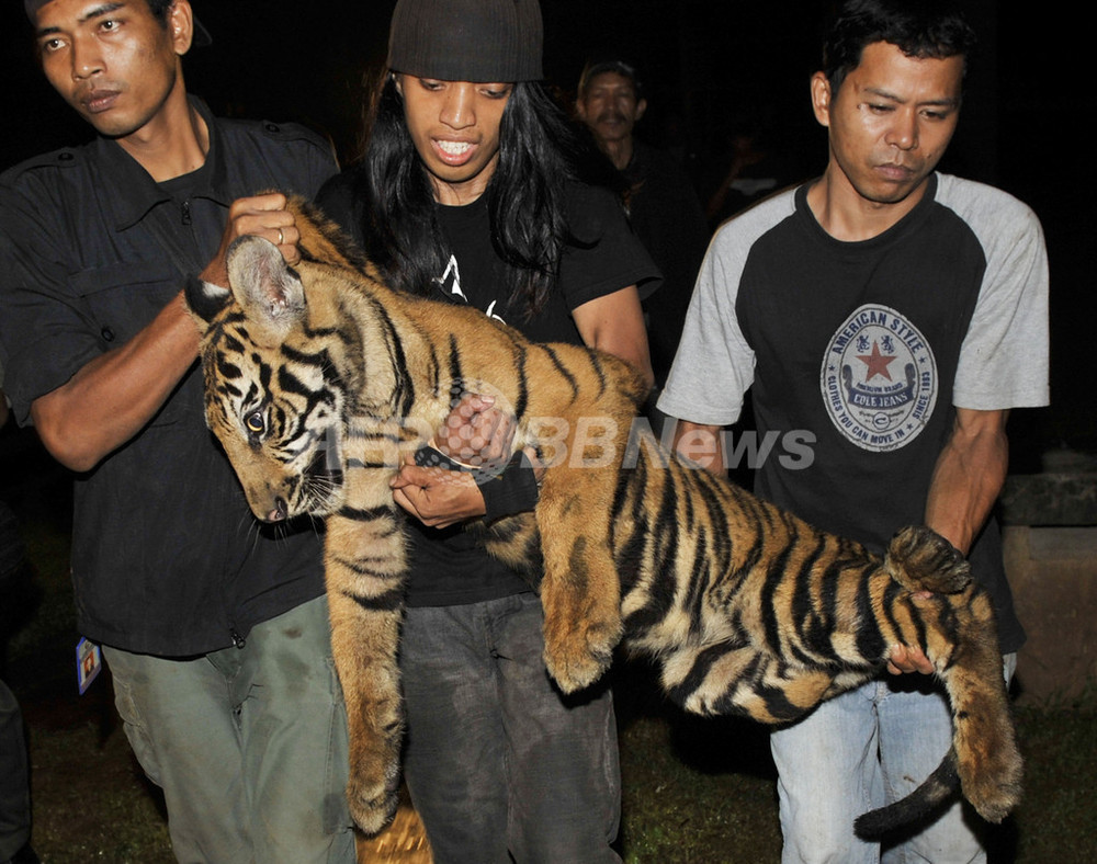 郊外の住宅からトラ5頭 違法飼育か インドネシア 写真12枚 国際ニュース Afpbb News