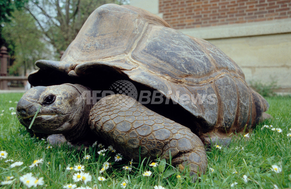 欧州一長寿の巨大ゾウカメが死亡 146歳 写真4枚 国際ニュース Afpbb News