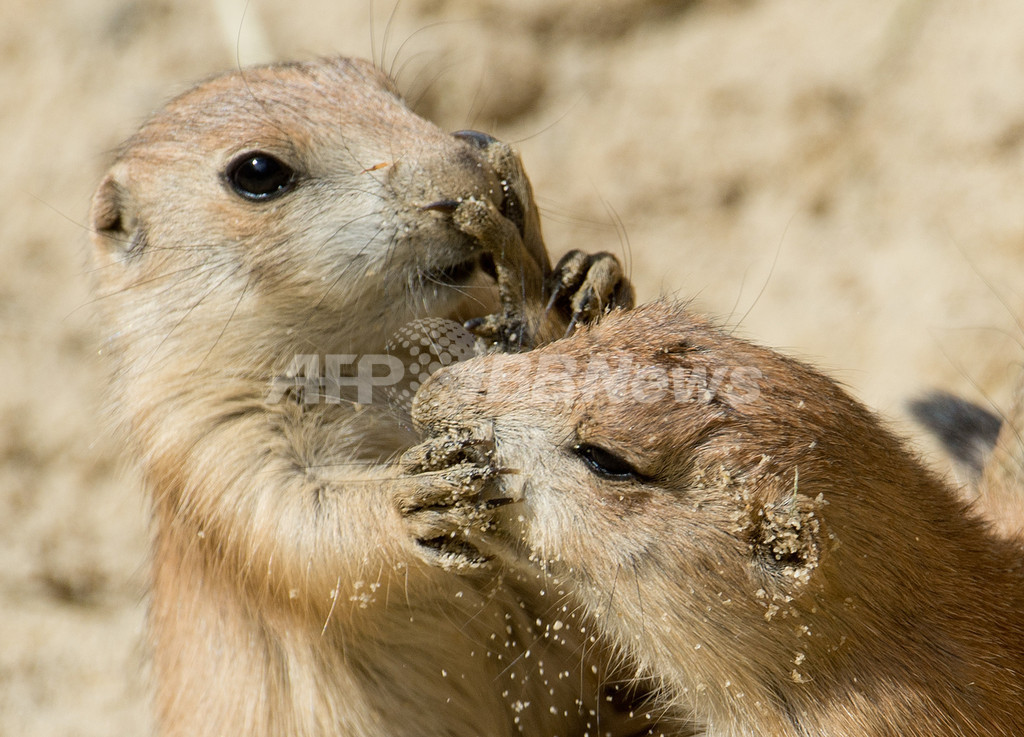 【特集】おもしろ動物写真集～癒やし系から仰天系まで～
