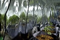 メキシコの首都メキシコ市の秘密の温室で医療目的用に栽培されている大麻草（2015年11月30日撮影）。(c)AFP/Yuri CORTEZ