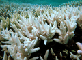 グレートバリアリーフ（Great Barrier Reef）で白化したサンゴ（2009年4月23日提供）。(c)AFP/JAMES COOK UNIVERSITY