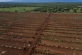 キリアボフレッシュのアボカド農園。ケニア・キマナで（2021年3月2日撮影）。(c)AFP