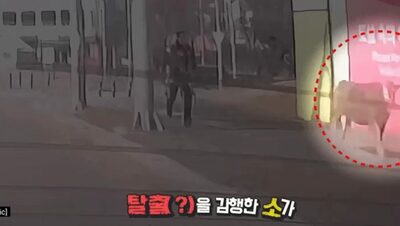韓国・繁華街で雄牛が疾走、車線を逆走・車の間をすり抜け…牧場主の不手際